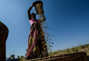 Drought-resilient beans in Tanzania